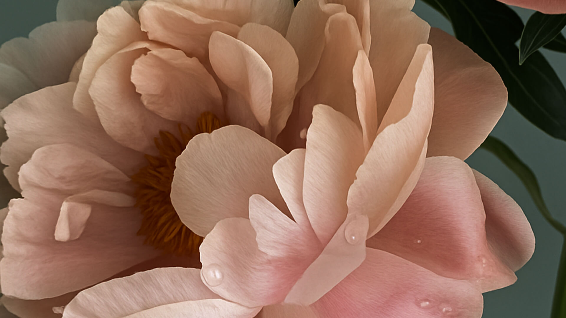 Flower of the year quote background